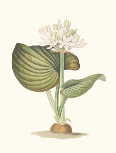 Pancratium Amboinense 1834