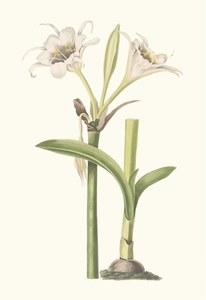 Pancratium Calathinum. 1834