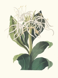 Pancratium Specidsum 1834
