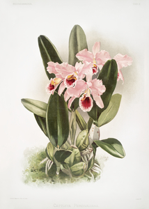 Cattleya Percivaliana from Reichenbachia Orchids 1888-1894 by Frederick Sander 1847-1920. 