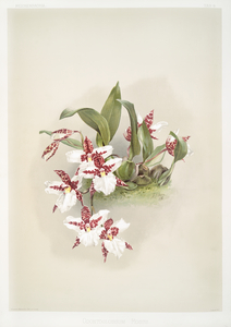 Odontoglossum rossii from Reichenbachia Orchids 1888-1894 by Frederick Sander 1847-1920. 