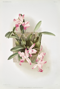 Laelia autumnalis xanthotropis from Reichenbachia Orchids 1888-1894 illustrated by Frederick Sander 1847-1920. 