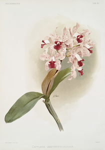 Cattleya amethystoglossa from Reichenbachia Orchids 1888-1894 illustrated by Frederick Sander 1847-1920. 
