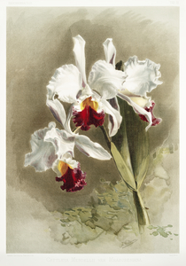 Lælio-cattleya elegans var blenheimensis from Reichenbachia Orchids 1888-1894 illustrated by Frederick Sander 1847-1920. 
