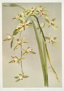 Cymbidium lowianum from Reichenbachia Orchids 1888-1894 illustrated by Frederick Sander 1847-1920. 