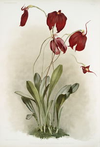 Masdevallia harryana splendens from Reichenbachia Orchids 1888-1894 illustrated by Frederick Sander 1847-1920. 