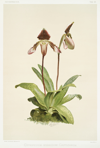 Cypripedium hybridum castleanum from Reichenbachia Orchids 1888-1894 illustrated by Frederick Sander 1847-1920. 