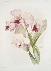 Cattleya labiata from Reichenbachia Orchids 1888-1894 illustrated by Frederick Sander 1847-1920. 