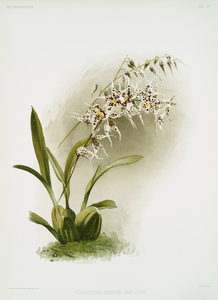 Odontoglossum nævium from Reichenbachia Orchids 1888-1894 illustrated by Frederick Sander 1847-1920. 