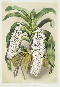 Cypripedium hybridum laucheanum cypripedium hybridum eyermanianum from Reichenbachia Orchids 1888-1894 illustrated by Frederick Sander 1847-1920. 