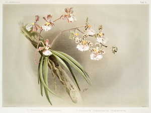 Oncidium jonesianum Oncidium jonesianum haeanthum from Reichenbachia Orchids 1888-1894 illustrated by Frederick Sander 1847-1920. 
