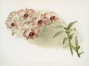 Dendrobium phalænopsis var from Reichenbachia Orchids 1888-1894 illustrated by Frederick Sander 1847-1920. 