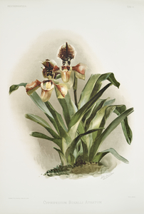 Coelogyne cristata maxima from Reichenbachia Orchids 1888-1894 illustrated by Frederick Sander 1847-1920. 