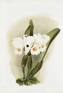 Cattleya schroederoe alba from Reichenbachia Orchids 1888-1894 illustrated by Frederick Sander 1847-1920. 