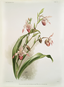 Selenipedium hybridum weidlichianum from Reichenbachia Orchids 1888-1894 illustrated by Frederick Sander 1847-1920. 