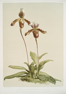 Cypripedium hybridum laucheanum cypripedium hybridum eyermanianum from Reichenbachia Orchids 1888-1894 illustrated by Frederick Sander 1847-1920. 