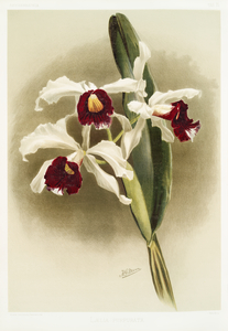 Lælia purpurata from Reichenbachia Orchids 1888-1894 illustrated by Frederick Sander 1847-1920. 