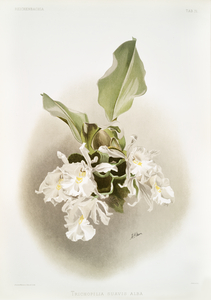 Trischopilia suavis alba from Reichenbachia Orchids 1888-1894 illustrated by Frederick Sander 1847-1920. 