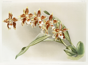 Odontoglossum luteo-purpureum from Reichenbachia Orchids 1888-1894 illustrated by Frederick Sander 1847-1920. 
