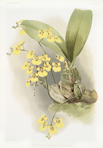 Oncidium ampliatum majus from Reichenbachia Orchids 1888-1894 illustrated by Frederick Sander 1847-1920. 