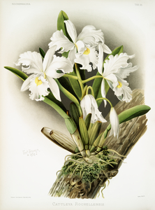 Cattleya labiata from Reichenbachia Orchids 1888-1894 illustrated by Frederick Sander 1847-1920. 