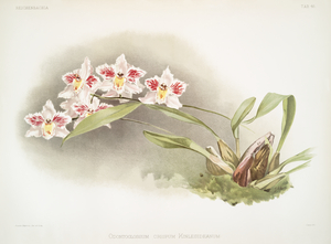 Odontoglossum crispum Kinlesideanum from Reichenbachia Orchids 1888-1894 illustrated by Frederick Sander 1847-1920. 