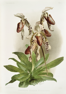 Dendrobium brymerianum from Reichenbachia Orchids 1888-1894 illustrated by Frederick Sander 1847-1920. 
