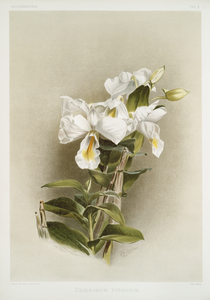 Dendrobium formosum from Reichenbachia Orchids 1888-1894 illustrated by Frederick Sander 1847-1920. 