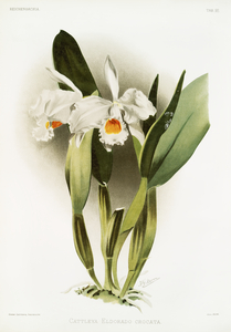 Cattleya eldorado crocata from Reichenbachia Orchids 1888-1894 illustrated by Frederick Sander 1847-1920. 