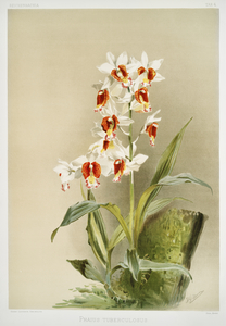 Phaius tuberculosus from Reichenbachia Orchids 1888-1894 illustrated by Frederick Sander 1847-1920. 