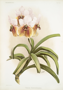Vanda sanderiana from Reichenbachia Orchids 1888-1894 illustrated by Frederick Sander 1847-1920. 