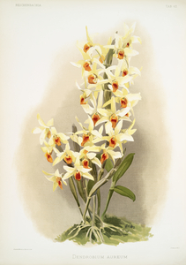 Dendrobium aureum from Reichenbachia Orchids 1888-1894 illustrated by Frederick Sander 1847-1920. 
