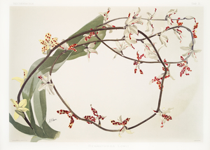 Renanthera lowii from Reichenbachia Orchids 1888-1894 illustrated by Frederick Sander 1847-1920. 