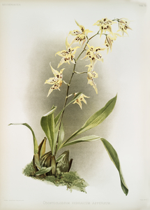 Odontoglossum hebraicum aspersum from Reichenbachia Orchids 1888-1894 illustrated by Frederick Sander 1847-1920. 
