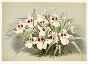 Odontoglossum roezlii from Reichenbachia Orchids 1888-1894 illustrated by Frederick Sander 1847-1920. 