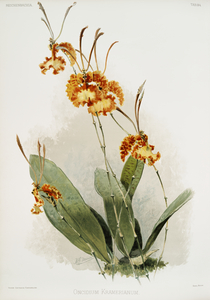 Oncidium kramerianum from Reichenbachia Orchids 1888-1894 illustrated by Frederick Sander 1847-1920. 