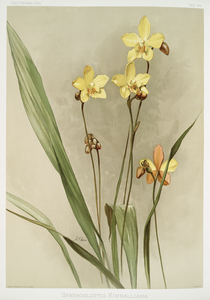Kimballs Spathoglottis Spathoglottis kimballiana from Reichenbachia Orchids 1888-1894 illustrated by Frederick Sander 1847-1920. 