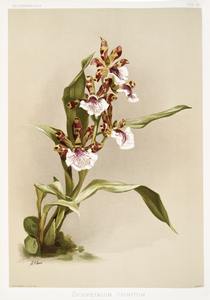 Zygopetalum crinitum from Reichenbachia Orchids 1888-1894 illustrated by Frederick Sander 1847-1920. 