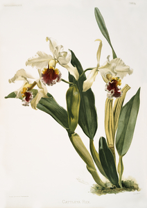 Cattleya rex from Reichenbachia Orchids 1888-1894 illustrated by Frederick Sander 1847-1920. 