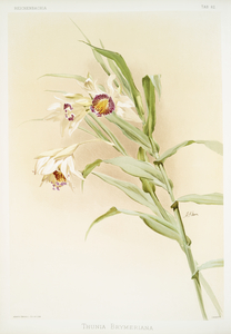 Thunia brymeriana from Reichenbachia Orchids 1888-1894 illustrated by Frederick Sander 1847-1920. 