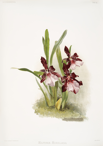 Miltonia moreliana from Reichenbachia Orchids 1888-1894 illustrated by Frederick Sander 1847-1920. 
