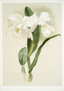 Cattleya mendelii quorndon house var from Reichenbachia Orchids 1888-1894 illustrated by Frederick Sander 1847-1920. 