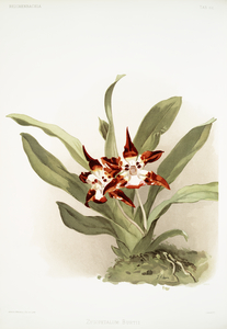 Zygopetalum burtii from Reichenbachia Orchids 1888-1894 illustrated by Frederick Sander 1847-1920. 