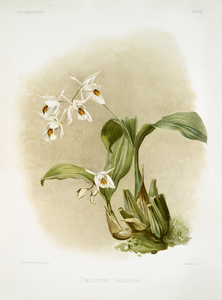 Coelogyne sanderæ from Reichenbachia Orchids 1888-1894 illustrated by Frederick Sander 1847-1920. 