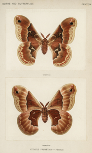 Promethea Silkmoth - Female Attacus Promethia from Moths and Butterflies of the United States 1900 by Sherman F. Denton 1856-1937. 
