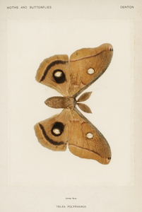 Polyphemus Moth Telea Polyphemus from Moths and Butterflies of the United States 1900 by Sherman F. Denton 1856-1937. 