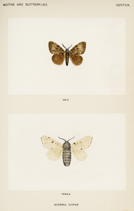 Gypsy Moth - Male Female Ocneria Dispar from Moths and Butterflies of the United States 1900 by Sherman F. Denton 1856-1937. 