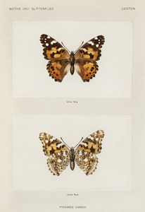 Painted Lady Pyrameis Cardui from Moths and butterflies of the United States 1900 by Sherman F. Denton 1856-1937. 