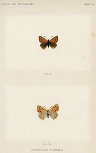 American copper Chrysophanus Hypopleas from Moths and butterflies of the United States 1900 by Sherman F. Denton 1856-1937. 