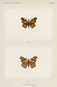 Snout Butterfly Libythea Bachmani from Moths and butterflies of the United States 1900 by Sherman F. Denton 1856-1937. 